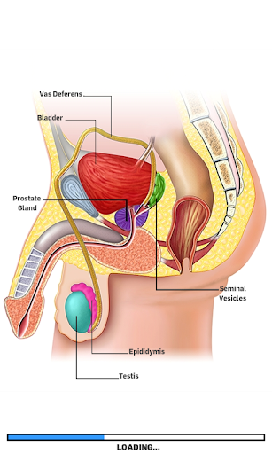 【免費解謎App】生殖解剖学游戏的-APP點子