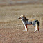 Tibetan fox