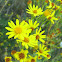 Ragwort / Jakobov staračac