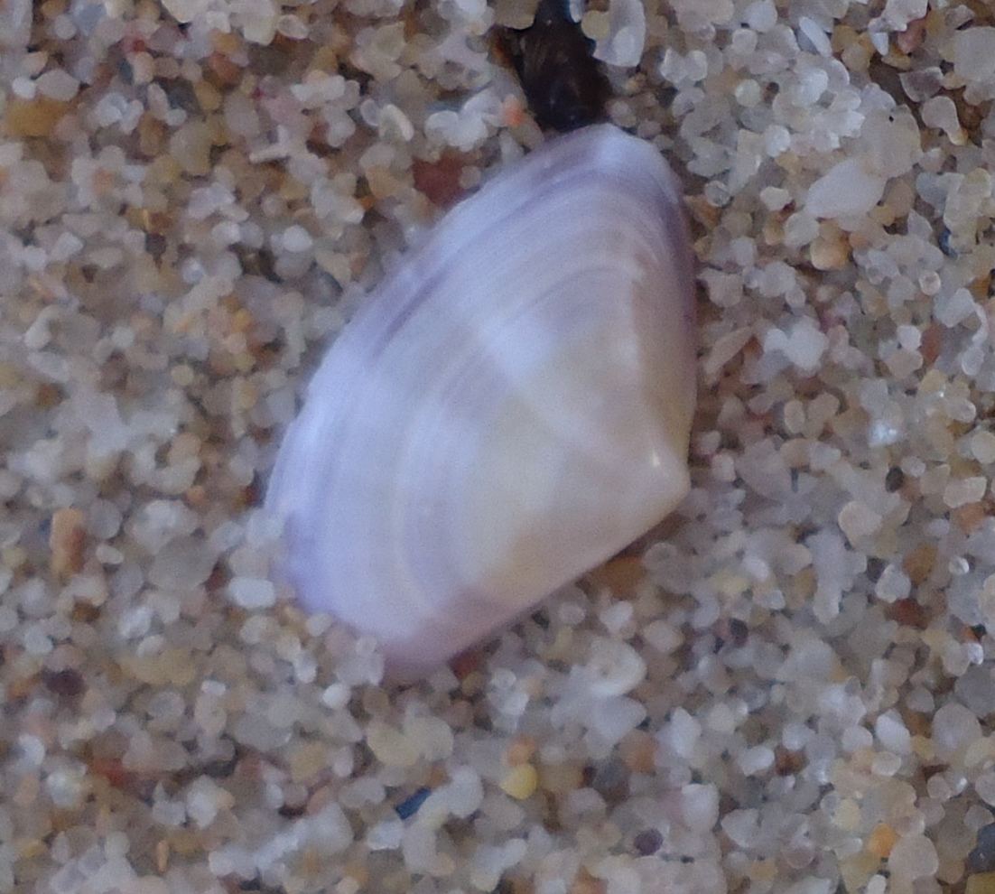 Abrupt Wedge Shell