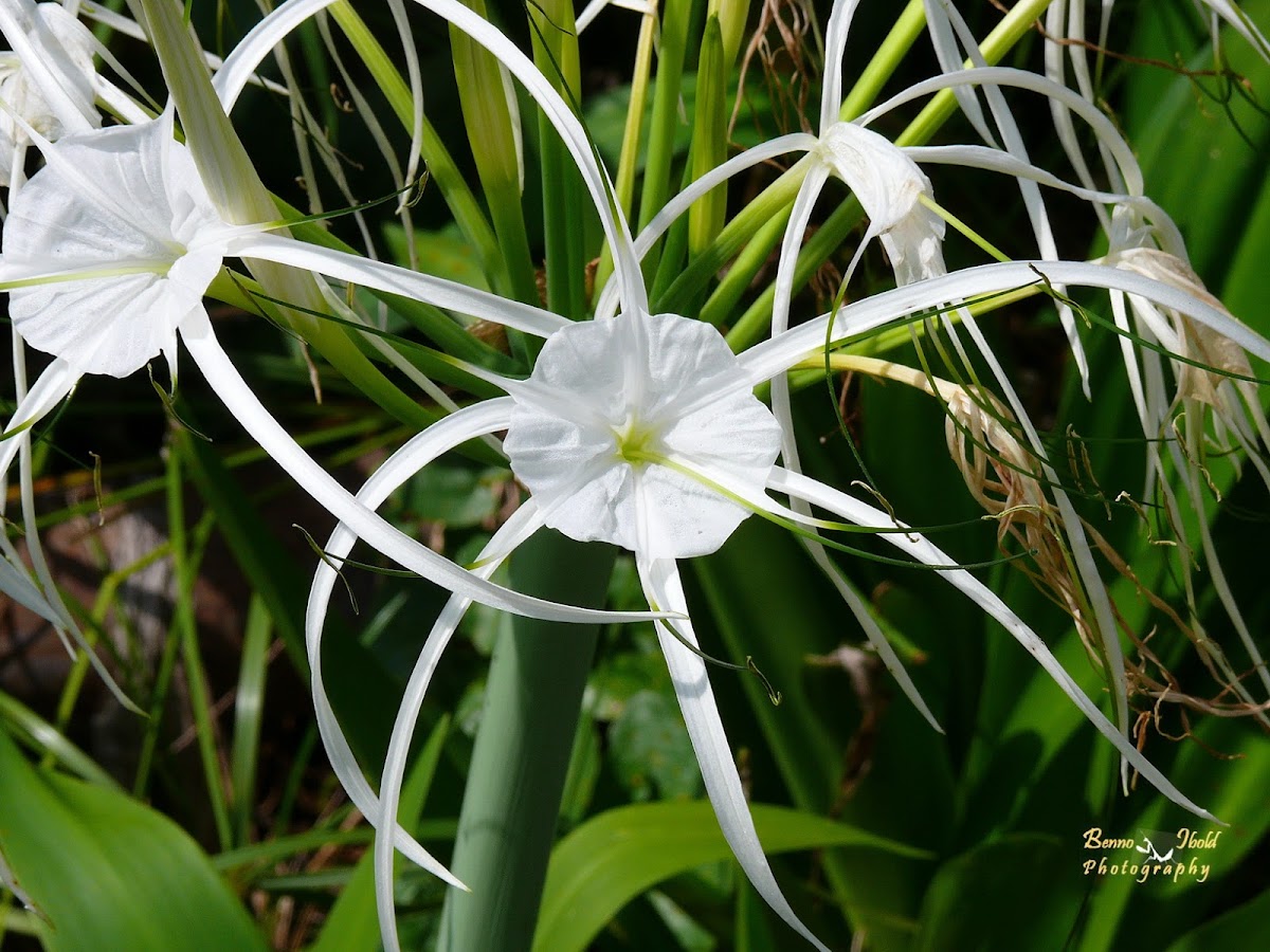 Spider lily