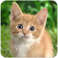 Cat Wallpaper Apk