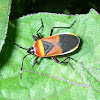 Harlequin Bug