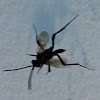 Eveniidae or Ensign Wasp