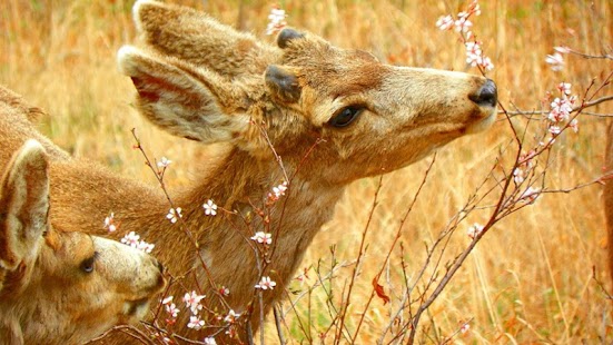Lastest Deer Wallpaper APK for Android