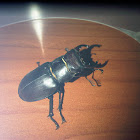 Reddish-brown Stag Beetle