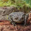 Common toad, European toad