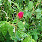 Northeastern Rose (Wildflower)