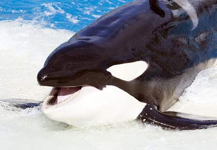 Free Killer Whale Wallpaper HD APK for Android