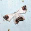 Uranid Moth