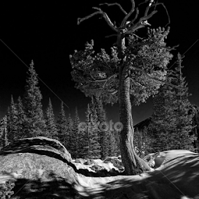 Limber Pine's #2 by Johnny Gomez - Landscapes Mountains & Hills