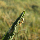 Longlegged Sac Spider (m)