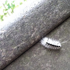 Hickory Tussock Moth Caterpillar