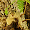 गिलहरी Three-striped palm Squirrel