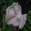 Tree fungus