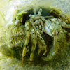 Small hermit crab. Cangrejo ermitaño