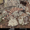 Gila Monster