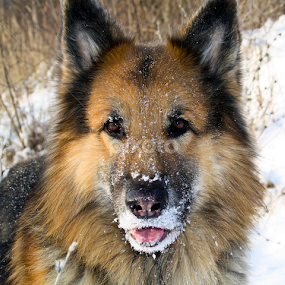 my beauty by Suzana Svečnjak - Animals - Dogs Portraits