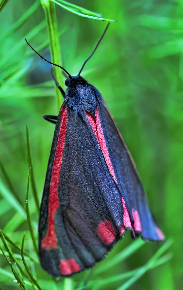 The Cinnabar moth