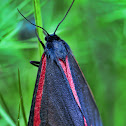 The Cinnabar moth