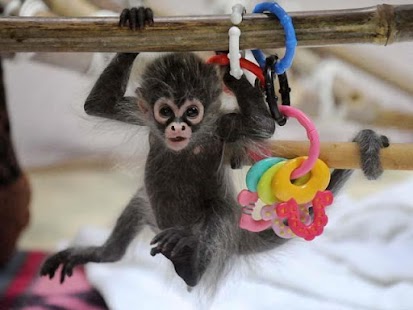 Lastest Animales bebes tiernos APK for Android