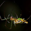 Decorative Silver Orb Spider