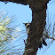 acorn woodpecker