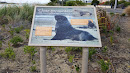 Sea Lion Info Board