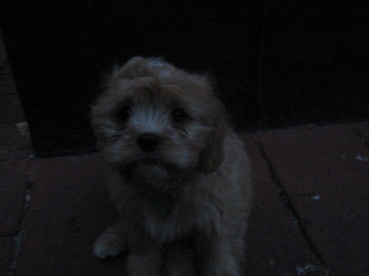 Cavoodle Pup Marley