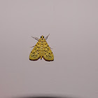 Yellow Peach Moth