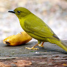 Catirumbava (Olive-green Tanager)