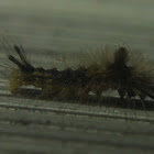 Yellow-haired Dagger Moth