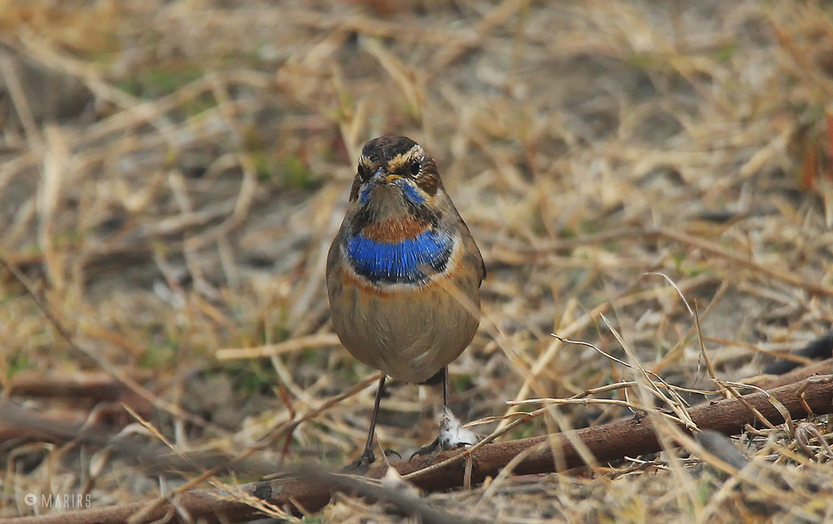 Bluethroat (male)