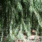 Oregon Pine