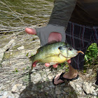 Bluegill