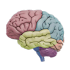 3D Brain1.0.3