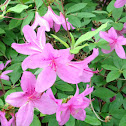 Azalea