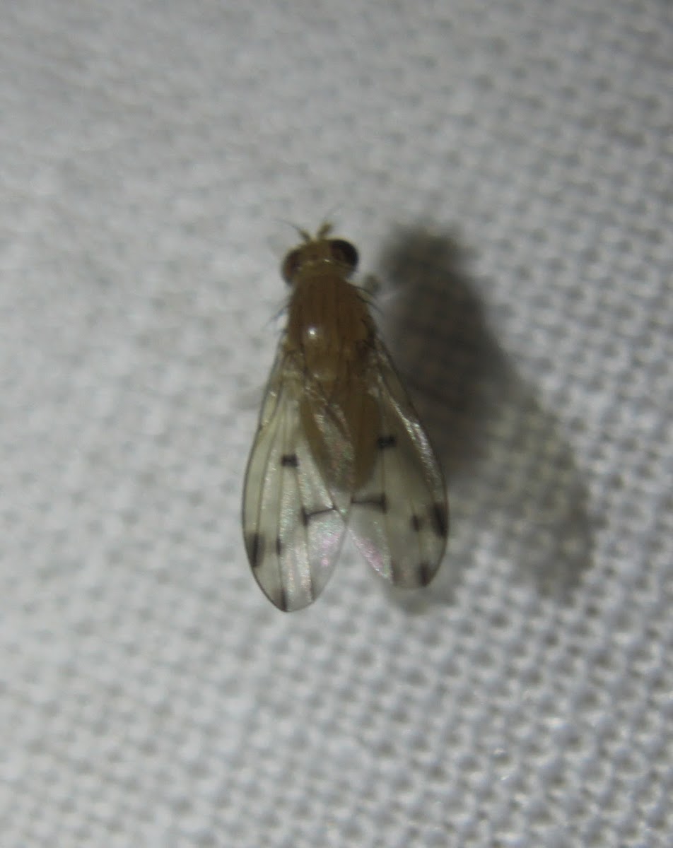 Homoneura Fly