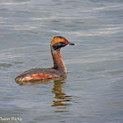 Horned Grebe