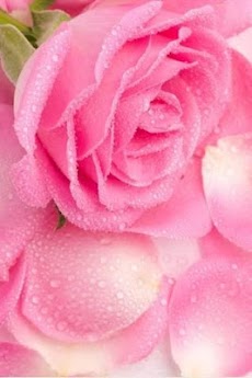ロマンチックなローズの花の壁紙 Androidアプリ Applion