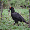 Southern Ground Hornbill