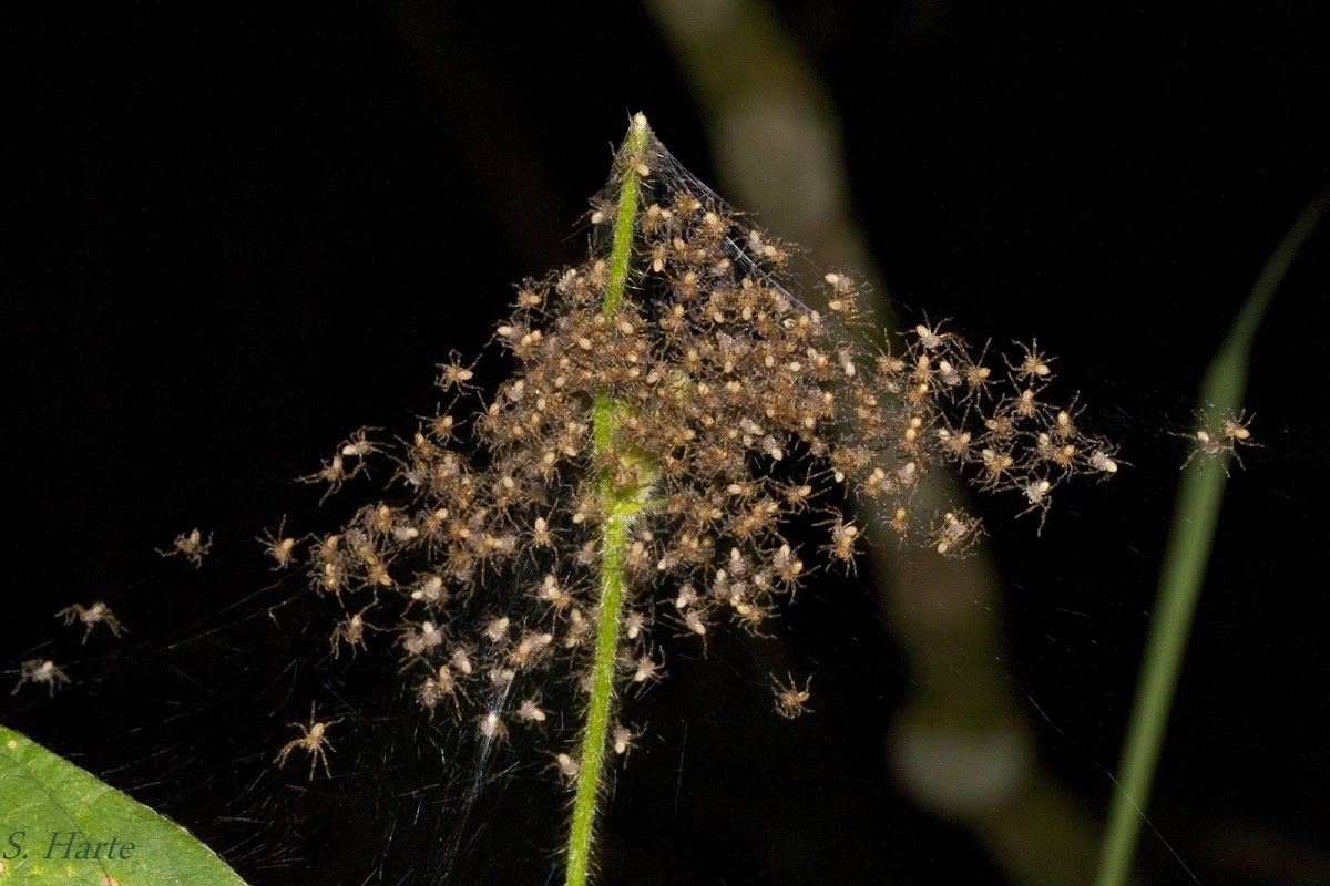Baby spiders