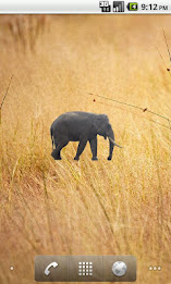 Elephant Sticker poster 1