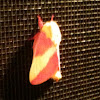 Rosy maple moth