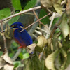 Azure kingfisher