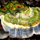Turkey Tail Fungus