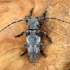 Long-horned Beetle