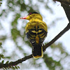 Black-naped oriole