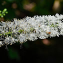 Black Cohosh