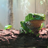 Giant Green Tree Frog